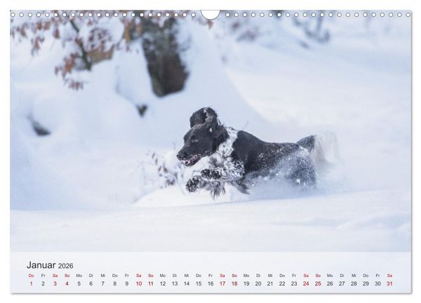 Produktbild: Der kleine M&uuml;nsterl&auml;nder (Wandkalender 2026 DIN A3 quer), CALVENDO Monatskalender