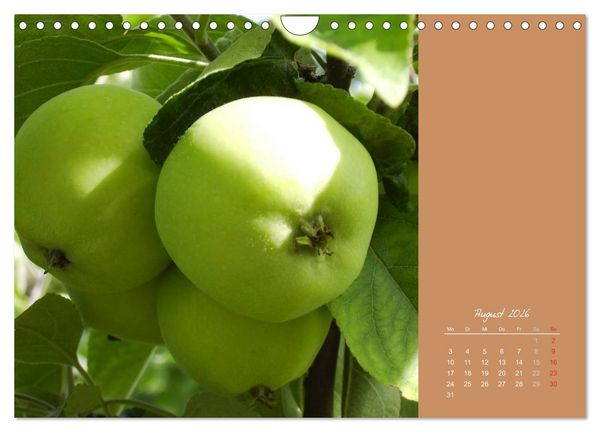 Produktbild: Gartentr&auml;ume (Wandkalender 2026 DIN A4 quer), CALVENDO Monatskalender