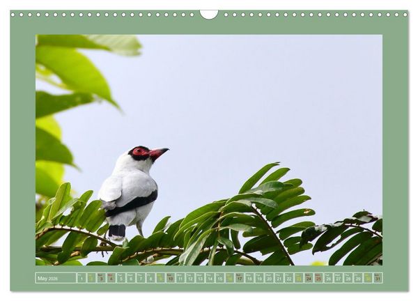 Produktbild: Some Costa Rican Birds (Wall Calendar 2026 DIN A3 landscape), CALVENDO 12 Month Wall Calendar