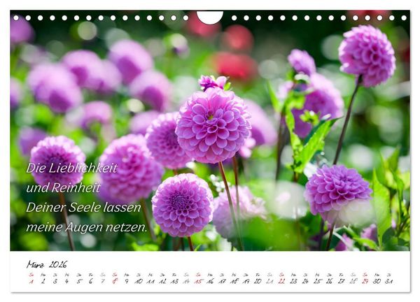 Produktbild: Dahlien Poesie (Wandkalender 2026 DIN A4 quer), CALVENDO Monatskalender