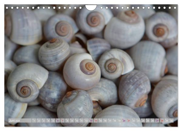 Produktbild: H&auml;user der Meere: Muscheln - Seeigel - Schnecken (Wandkalender 2026 DIN A4 quer), CALVENDO Monatskalender