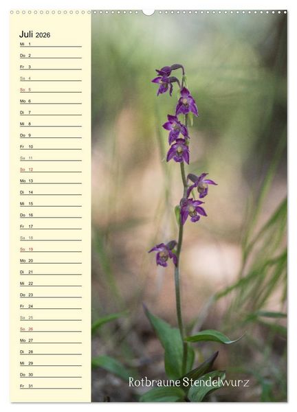 Produktbild: Wildwachsende Orchideen in Bayern (Wandkalender 2026 DIN A2 hoch), CALVENDO Monatskalender
