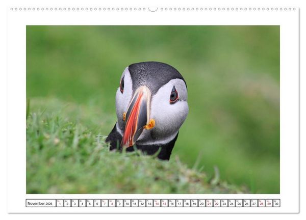 Produktbild: Papageientaucher 2026 - Magische V&ouml;gel des Nordmeers (Wandkalender 2026 DIN A2 quer), CALVENDO Monatskalender