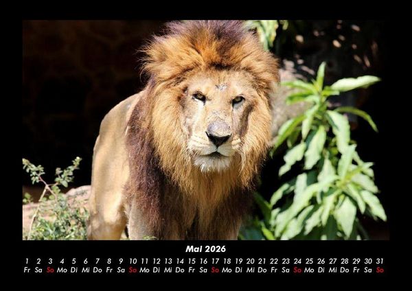 Produktbild: L&ouml;wen in der Wildnis 2026 Fotokalender DIN A3