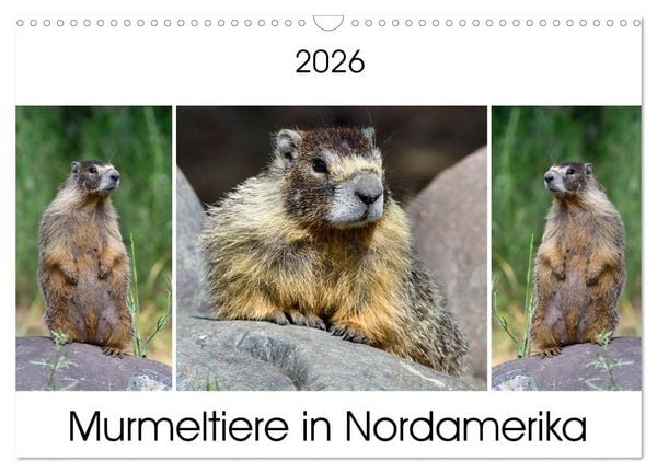 Produktbild: Murmeltiere in Nordamerika (Wandkalender 2026 DIN A3 quer), CALVENDO Monatskalender