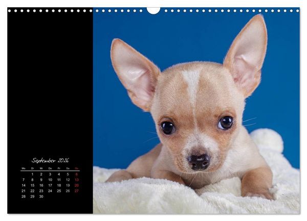 Produktbild: Chihuahua Welpen und Freunde (Wandkalender 2026 DIN A3 quer), CALVENDO Monatskalender