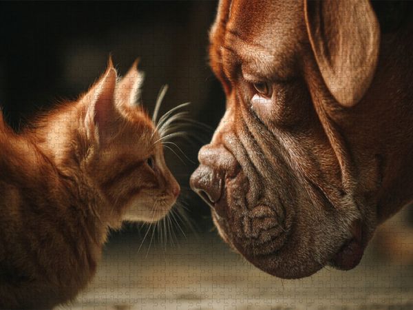 Produktbild: CALVENDO Puzzle Ein Motiv aus dem Kalender Hund und Katze - Tierische Freunde | 1000 Teile Lege-Gr&ouml;&szlig;e 64x48cm Foto-Puzzle f&uuml;r gl&uuml;ckliche Stunden