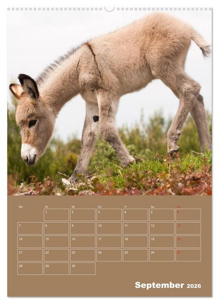 Produktbild: Entz&uuml;ckende Esel - Charmant und liebenswert (hochwertiger Premium Wandkalender 2026 DIN A2 hoch), Kunstdruck in Hochglanz