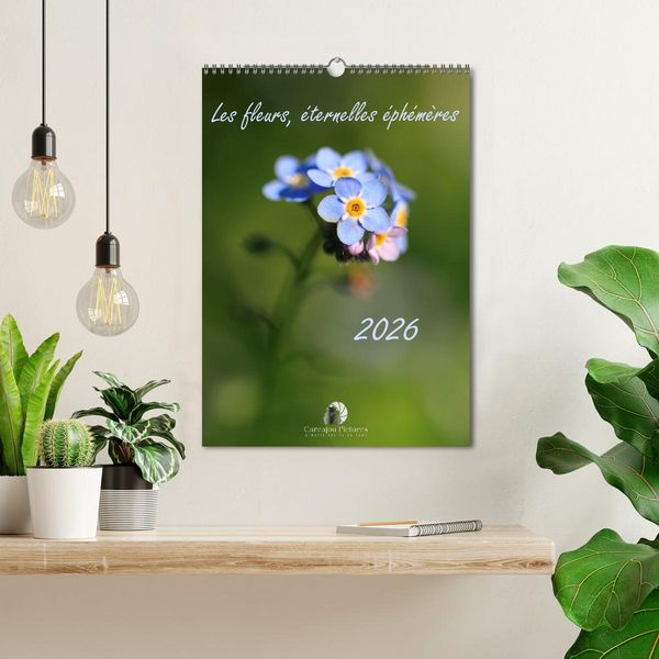 Produktbild: Les fleurs, &eacute;ternelles &eacute;phem&egrave;res (Calendrier mural 2026 DIN A3 horizontal), CALVENDO calendrier mensuel