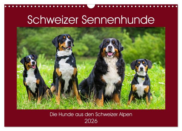 Produktbild: Schweizer Sennenhunde - die Hunde aus den Schweizer Alpen (Wandkalender 2026 DIN A3 quer), CALVENDO Monatskalender