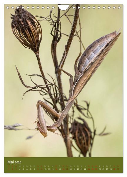 Produktbild: Die Gottesanbeterin. R&auml;uber der Insektenwelt. (Wandkalender 2026 DIN A4 hoch), CALVENDO Monatskalender