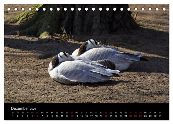 Produktbild: Welt der Tiere (Tischkalender 2026 DIN A5 quer), CALVENDO Monatskalender