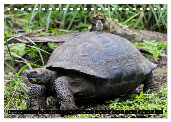 Produktbild: Naturparadies Galapagos - UNESCO Weltkulturerbe (Tischkalender 2026 DIN A5 quer), CALVENDO Monatskalender