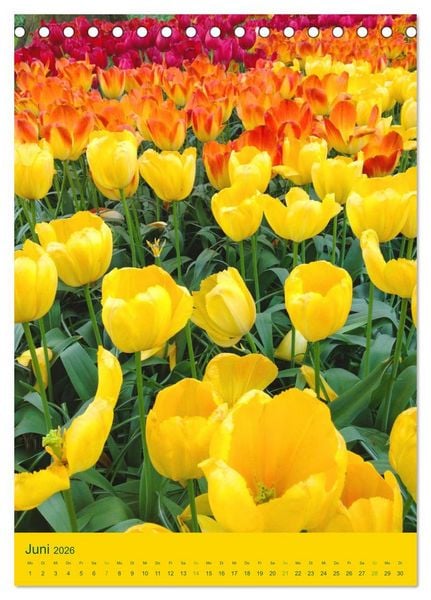 Produktbild: Tulpen. Bunter Fr&uuml;hling (Tischkalender 2026 DIN A5 hoch), CALVENDO Monatskalender