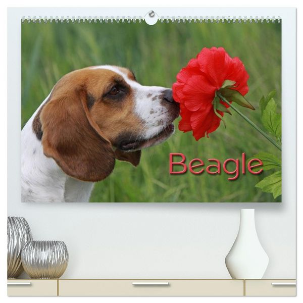 Beagle (hochwertiger Premium Wandkalender 2026 DIN A2 quer), Kunstdruck in Hochglanz