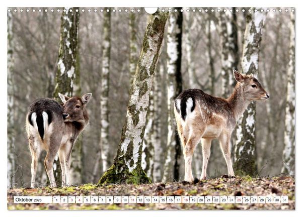 Produktbild: Der Damhirsch - Der Schaufeltr&auml;ger des Waldes (Wandkalender 2026 DIN A3 quer), CALVENDO Monatskalender