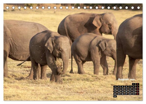 Produktbild: Bedrohte Riesen - Elefanten in Sri Lanka (Tischkalender 2026 DIN A5 quer), CALVENDO Monatskalender