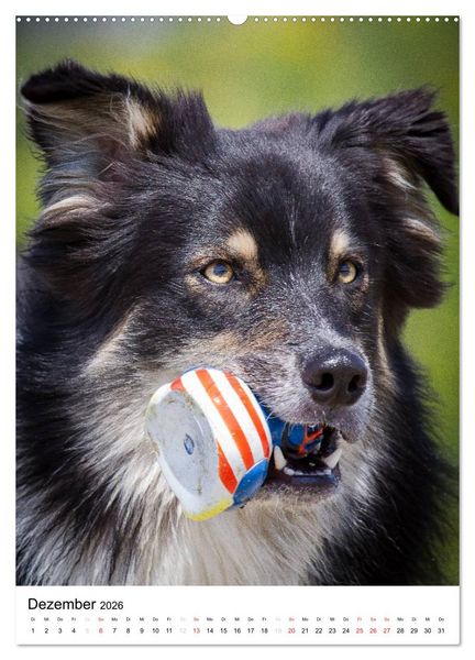 Produktbild: Australian Shepherd &ndash; Mit dem Aussie unterwegs (Wandkalender 2026 DIN A2 hoch), CALVENDO Monatskalender