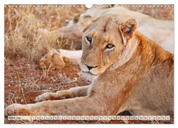 Produktbild: Afrikas L&ouml;wen 2026 (Wandkalender 2026 DIN A3 quer), CALVENDO Monatskalender