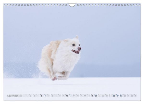 Produktbild: Mein fliegender Isl&auml;nder (Wandkalender 2026 DIN A3 quer), CALVENDO Monatskalender