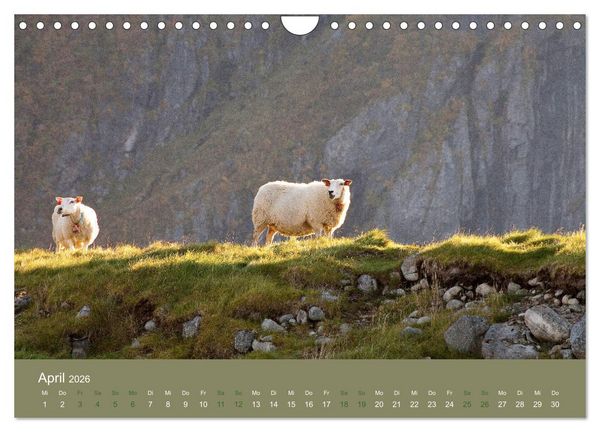 Produktbild: Unter Schafen - Wegbegleiter auf Reisen (Wandkalender 2026 DIN A4 quer), CALVENDO Monatskalender