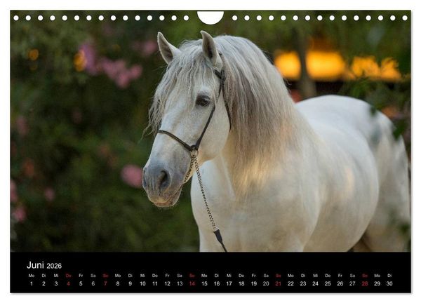 Produktbild: Spaniens stolze Pferde (Wandkalender 2026 DIN A4 quer), CALVENDO Monatskalender
