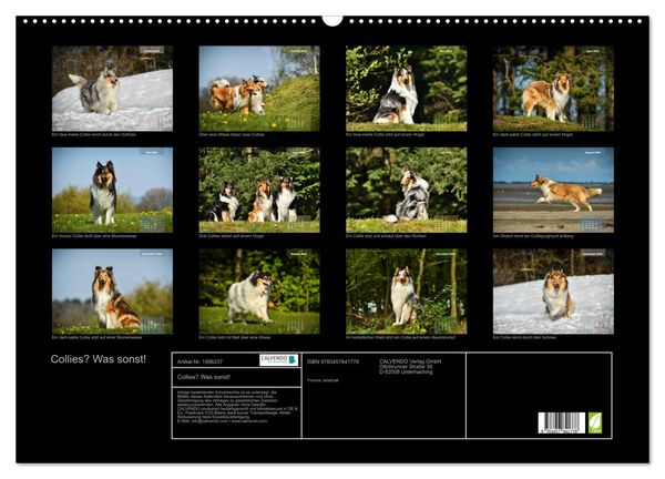 Produktbild: Collies? Was sonst! (Wandkalender 2026 DIN A2 quer), CALVENDO Monatskalender