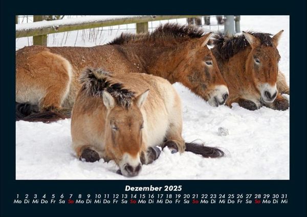 Produktbild: Die Welt der Pferde 2025 Fotokalender DIN A4