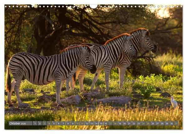 Produktbild: Afrikas Tierwelt: Zebras (Wandkalender 2026 DIN A3 quer), CALVENDO Monatskalender