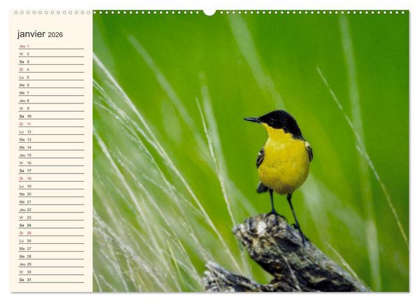 Produktbild: Notre nature sauvage, les passereaux d'Europe (Calendrier mural 2026 DIN A2 vertical), CALVENDO calendrier mensuel