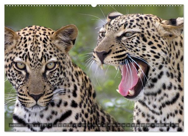 Produktbild: Namibia - Die Tierwelt (Wandkalender 2026 DIN A2 quer), CALVENDO Monatskalender