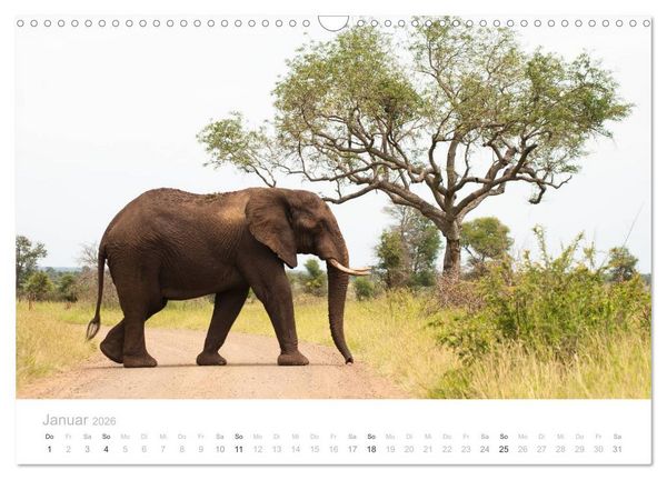 Produktbild: Tierische Gl&uuml;cksmomente mit Weisheiten (Wandkalender 2026 DIN A3 quer), CALVENDO Monatskalender