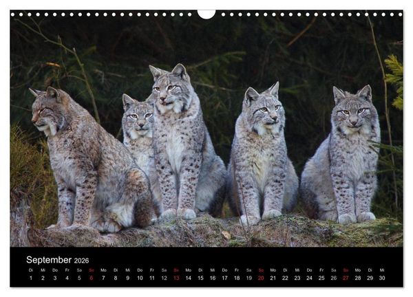 Produktbild: Der Luchs (Wandkalender 2026 DIN A3 quer), CALVENDO Monatskalender