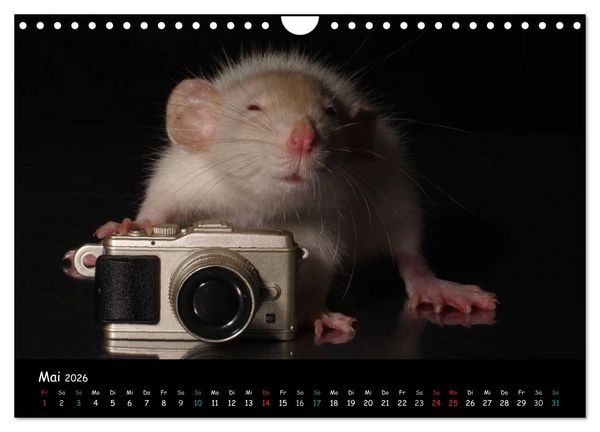 Produktbild: Fellnasen. Die bunte Welt der Farbratten. (Wandkalender 2026 DIN A4 quer), CALVENDO Monatskalender
