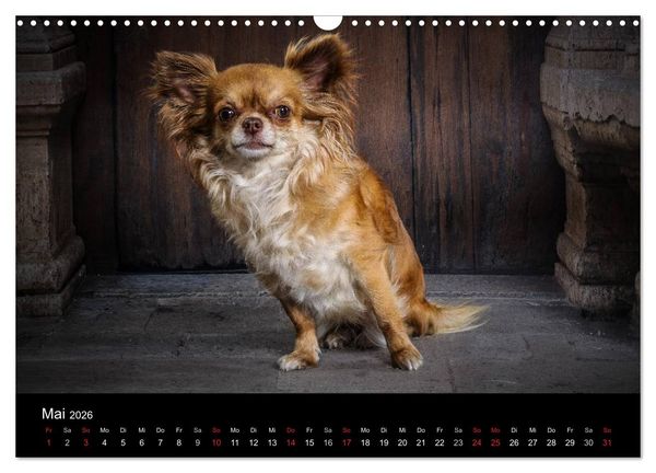 Produktbild: Chihuahuas - Cool and Cute (Wandkalender 2026 DIN A3 quer), CALVENDO Monatskalender