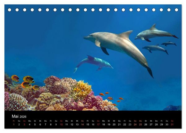 Produktbild: Riffleben - Einfach mal abtauchen (Tischkalender 2026 DIN A5 quer), CALVENDO Monatskalender