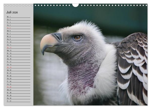 Produktbild: Adler und Greife. K&ouml;nige des Himmels (Wandkalender 2026 DIN A3 quer), CALVENDO Monatskalender