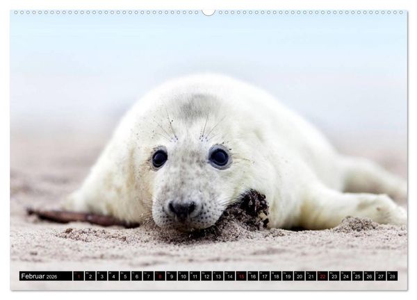 Produktbild: Robbenbabys (hochwertiger Premium Wandkalender 2026 DIN A2 quer), Kunstdruck in Hochglanz