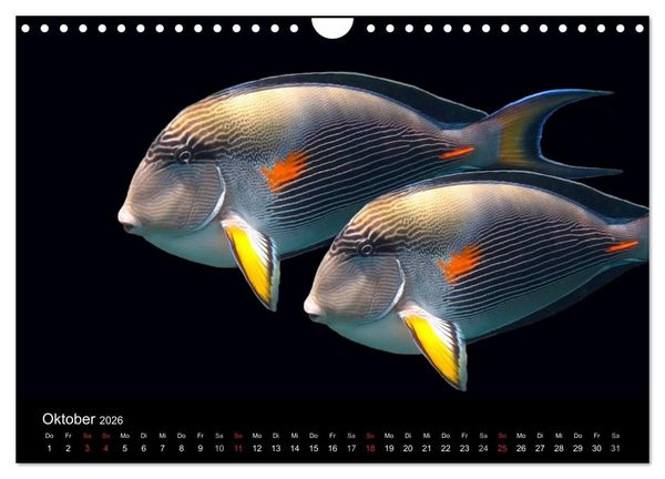 Produktbild: Tr&auml;ume unter Wasser (Wandkalender 2026 DIN A4 quer), CALVENDO Monatskalender