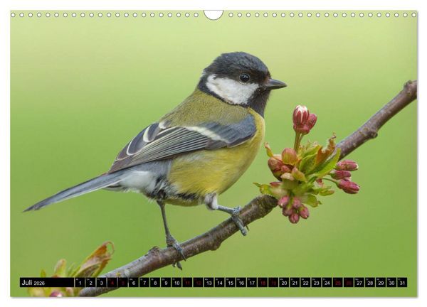 Produktbild: V&ouml;gel aus dem Garten (Wandkalender 2026 DIN A3 quer), CALVENDO Monatskalender
