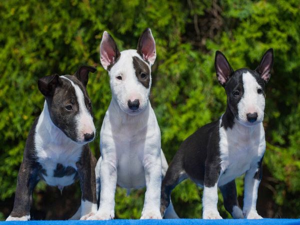 Produktbild: CALVENDO Puzzle Bullterrier | 1000 Teile Lege-Gr&ouml;&szlig;e 64x48cm Foto-Puzzle f&uuml;r gl&uuml;ckliche Stunden