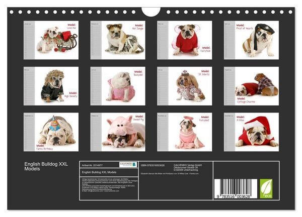 Produktbild: English Bulldog XXL Models (Wandkalender 2026 DIN A4 quer), CALVENDO Monatskalender