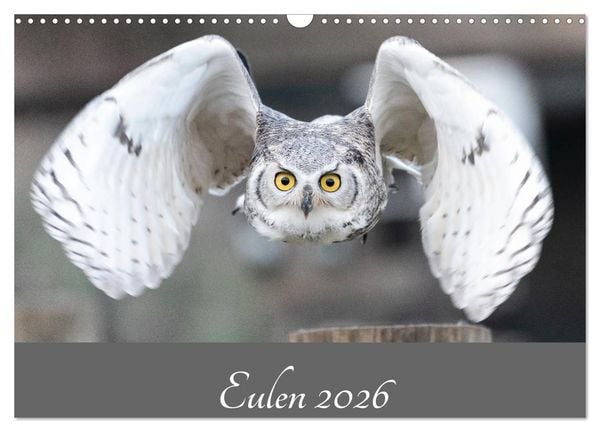 Produktbild: Eulen 2026 (Wandkalender 2026 DIN A3 quer), CALVENDO Monatskalender
