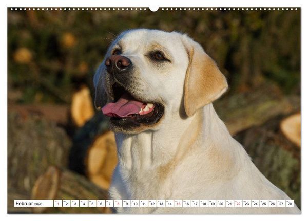 Produktbild: Labrador Retriever - Freunde f&uuml;r&acute;s Leben (hochwertiger Premium Wandkalender 2026 DIN A2 quer), Kunstdruck in Hochglanz