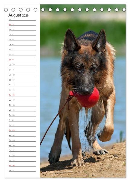 Produktbild: Deutscher Sch&auml;ferhund - unser bester Freund (Tischkalender 2026 DIN A5 hoch), CALVENDO Monatskalender