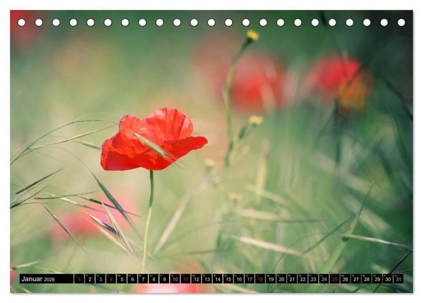 Produktbild: Mohnblumen (Tischkalender 2026 DIN A5 quer), CALVENDO Monatskalender