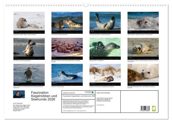 Produktbild: Faszination Kegelrobben und Seehunde 2026 (Wandkalender 2026 DIN A2 quer), CALVENDO Monatskalender