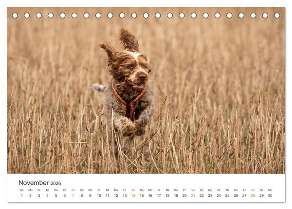 Produktbild: Treue Jagdgef&auml;hrten - Jagdhunderassen im Portrait (Tischkalender 2026 DIN A5 quer), CALVENDO Monatskalender