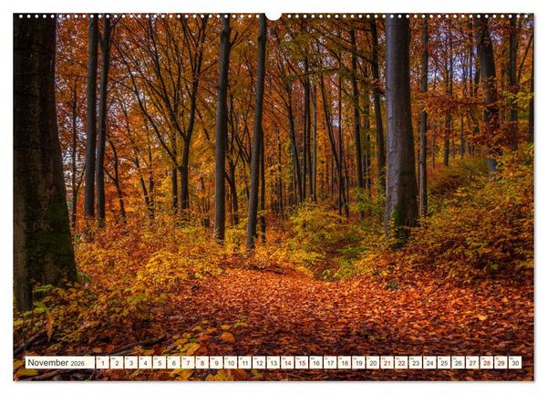 Produktbild: Im Zauber der W&auml;lder (Wandkalender 2026 DIN A2 quer), CALVENDO Monatskalender