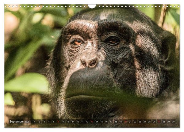 Produktbild: blick kontakt mit tieren im &ouml;stlichen und s&uuml;dlichen afrika (Wandkalender 2026 DIN A3 quer), CALVENDO Monatskalender